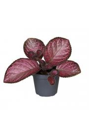 Episcia Malayan - XS