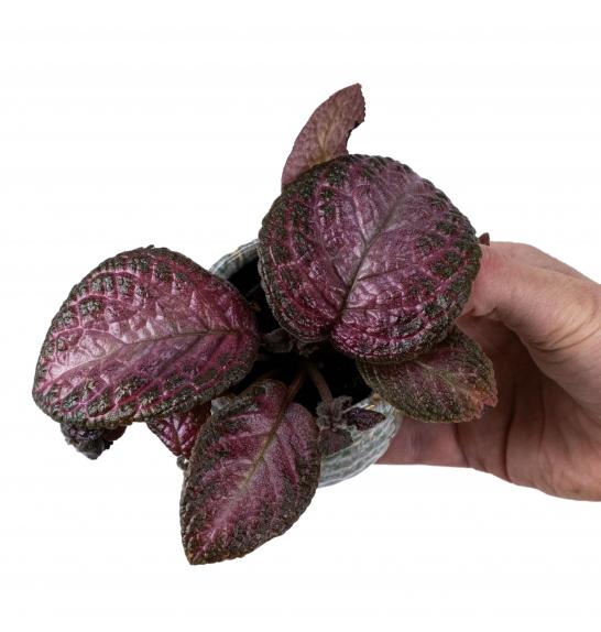 Episcia Malayan; o6 cm