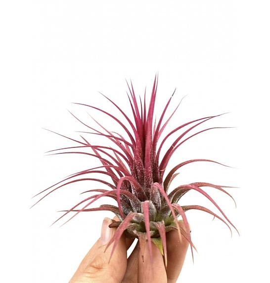 Tillandsia Ionantha Red Large; o6 cm