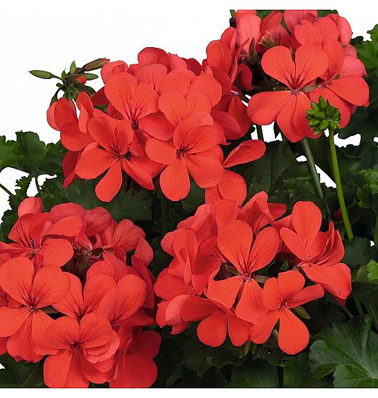 Pelargonium pel.Grand Idols Orange  Ø12