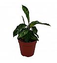 Aglaonema Tricolor