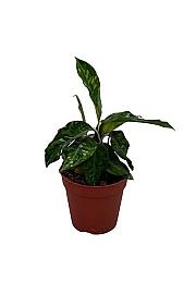 Aglaonema Tricolor