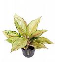 Aglaonema Chartreuse Pretty