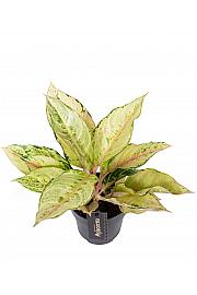 Aglaonema Chartreuse Pretty