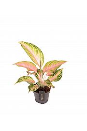 Aglaonema Eyecatcher