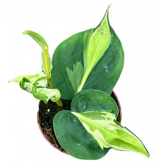 Philodendron scandens N&S Cream Splash; Ø12 cm