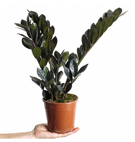 Zamioculcas: Ø14 Raven