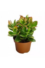 Sukulente Crassula Ovata