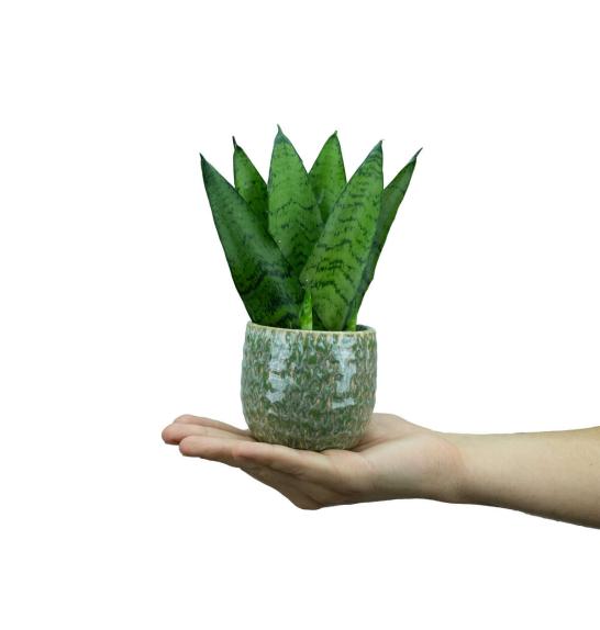 Sanseveria zeylanica;  o6 cm