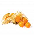 Rumene Andske jagode/mango Physalis preciosa