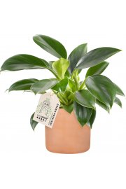 Filodendron Green Princess