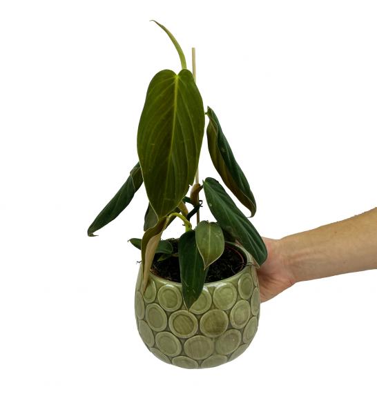 Philodendron Gigas; o12 cm