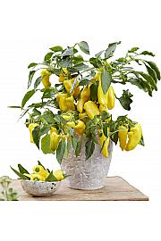 Paprika from Heaven F1 Sweet Yellow