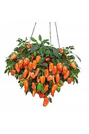 Paprika from Heaven Orange F1