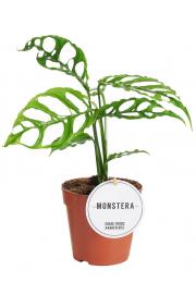 Monstera Obliqua Peru