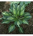 Hosta Snake Eyes