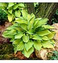 Hosta Gold Standard