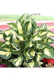 Hosta Colored Hulk