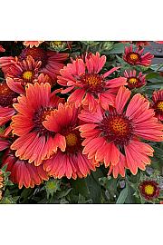 Gaillardia Spintop Red