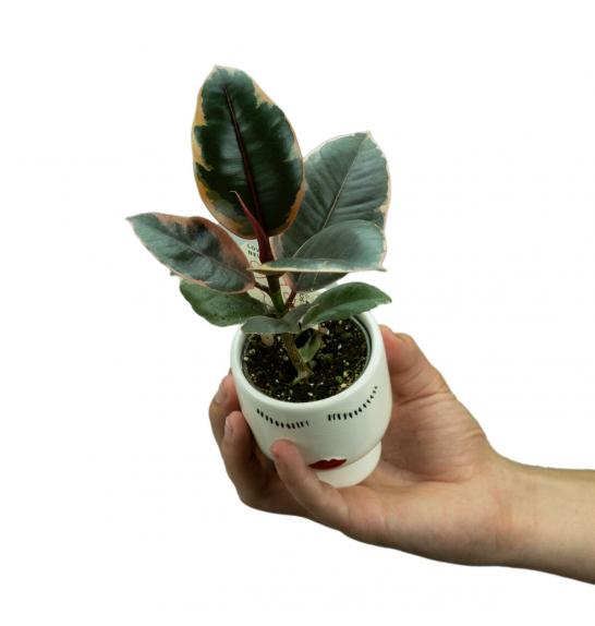 Ficus elastica Ruby; o6 cm