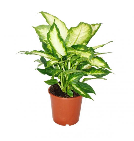 Dieffenbachia mix; Ø 17 cm