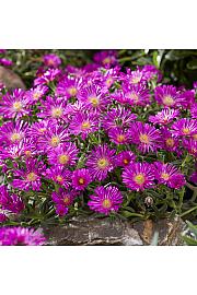 Delosperma Ocean Sunset Violet