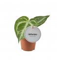 Anthurium Silver Blush - XS