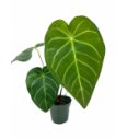 Anthurium Magnificum