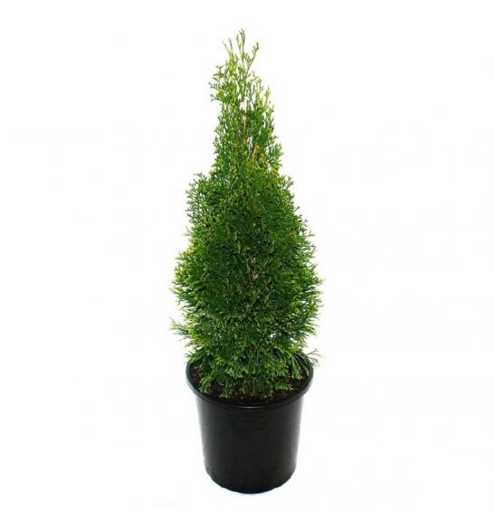 Thuja occidentalis Smaragd C1 Lit. 30-40 cm