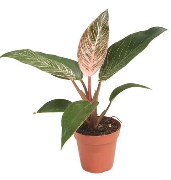 Philodendron Pink Bikini ; 11cm