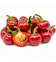 Paprika Cherry Sweet  F1