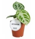 Anthurium Silver Blush - M