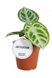 Anthurium Silver Blush - M