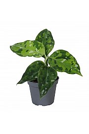 Aglaonema Tricolor