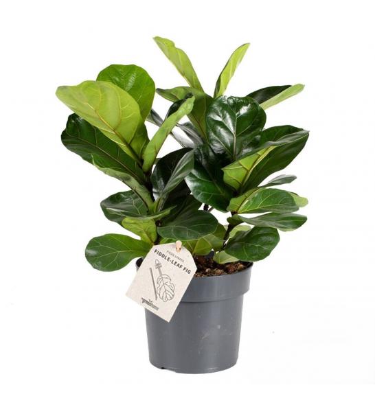 Ficus lyrata; o21 cm